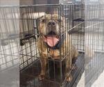 Small American Pit Bull Terrier Mix