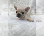 Small Photo #4 French Bulldog Puppy For Sale in ALPHARETTA, GA, USA