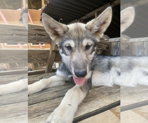 Alaskan Malamute-Czech Wolfdog Mix Puppy for Sale in ROANOKE, Virginia USA