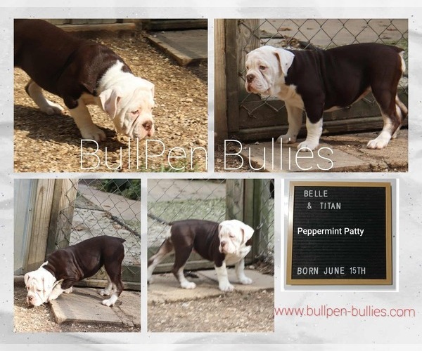 Medium Photo #2 Olde English Bulldogge Puppy For Sale in PINE VILLAGE, IN, USA