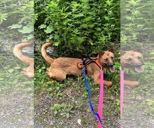 Chewy - Female Mutt Dog for Adoption - Photo #4