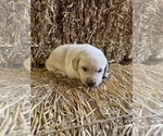 Puppy Cowboy Labrador Retriever