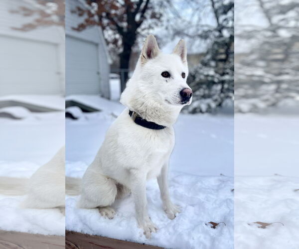 Medium Photo #1 Samoyed-Siberian Husky Mix Puppy For Sale in Princeton, MN, USA