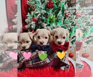 Maltipoo Litter for sale in SAN ANTONIO, TX, USA