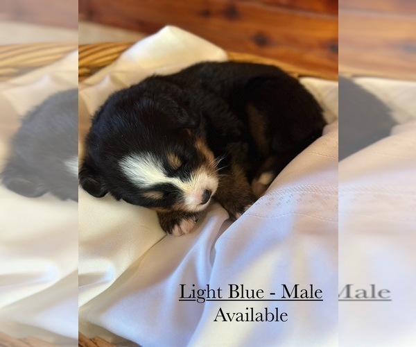 Medium Photo #4 Bernese Mountain Dog Puppy For Sale in JONESBORO, AR, USA