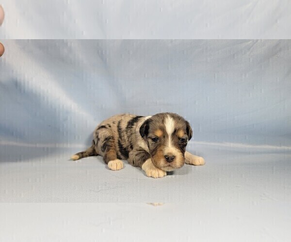 Medium Photo #22 Bernedoodle (Miniature) Puppy For Sale in BLACK FOREST, CO, USA