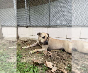 Skylar - Female American Staffordshire Terrier-Unknown Mix Dog for Adoption - Photo #12