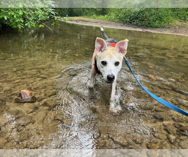 Medium Photo #3 Mutt Puppy For Sale in Candler, NC, USA