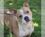Small Staffordshire Bull Terrier Mix
