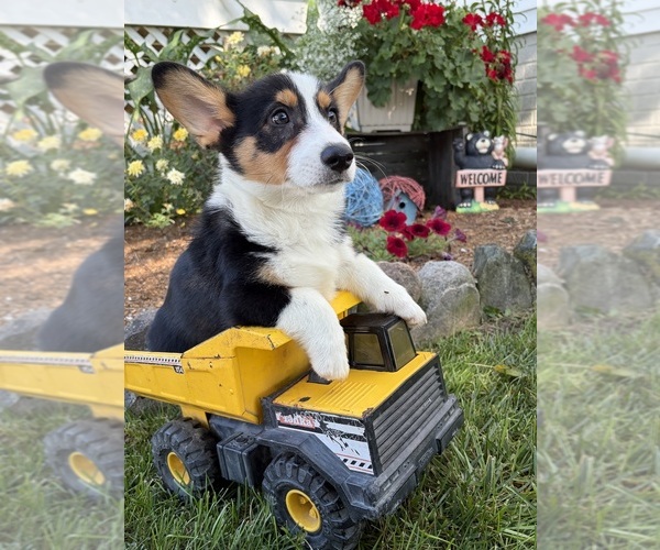 Medium Photo #4 Pembroke Welsh Corgi Puppy For Sale in MIDDLEBURY, IN, USA