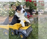 Small #3 Pembroke Welsh Corgi