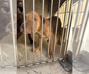 Mutt Dogs for adoption in Oklahoma City, OK, USA