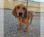 Small #2 Basset Hound Mix