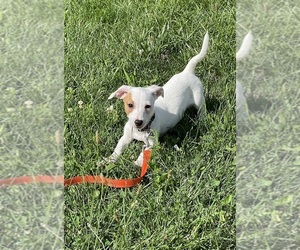 Jack Russell Terrier Puppy for sale in LAFAYETTE, IN, USA