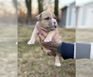 American Bully Puppy for sale in LANCASTER, PA, USA