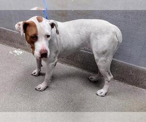 Medium American Pit Bull Terrier Mix