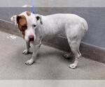 Small American Pit Bull Terrier Mix