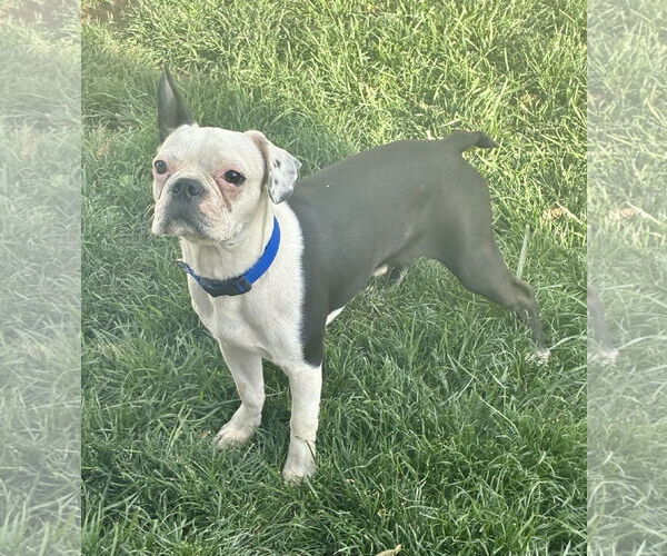 Medium Photo #3 Boston Terrier Puppy For Sale in Hesperia, CA, USA