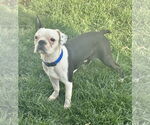 Small #2 Boston Terrier