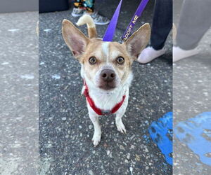 Chihuahua-Unknown Mix Dogs for adoption in Minneapolis, MN, USA