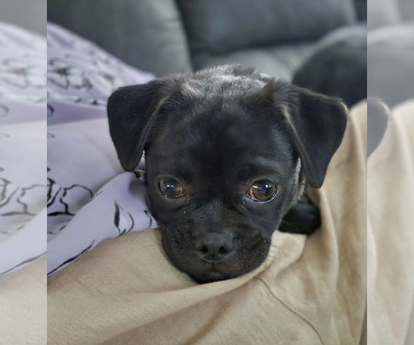 Medium Photo #3 Pug-Unknown Mix Puppy For Sale in Davis, CA, USA