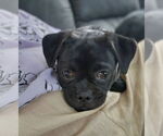 Small #2 Pug Mix