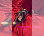 Small Photo #3 American Pit Bull Terrier Puppy For Sale in WESTON, WV, USA