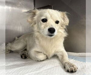 Chihuahua Dogs for adoption in San Bernardino, CA, USA