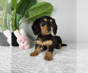 Toy Rat Doxie Puppy for sale in FRANKLIN, IN, USA