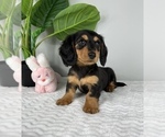Small Photo #1 Dachshund Puppy For Sale in FRANKLIN, IN, USA