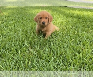Golden Retriever Puppy for sale in SMYRNA, GA, USA