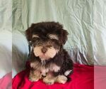 Image preview for Ad Listing. Nickname: the morkies