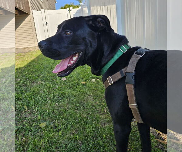 Medium Photo #4 Labrador Retriever-Unknown Mix Puppy For Sale in Fargo, ND, USA