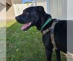 Small #3 Labrador Retriever Mix