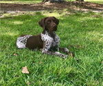 Small Photo #1 German Shorthaired Pointer-Goldendoodle Mix Puppy For Sale in WILLACOOCHEE, GA, USA