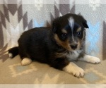 Small #4 Shel-Aussie