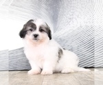 Small Photo #3 Zuchon Puppy For Sale in MOUNT VERNON, OH, USA