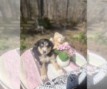 Small Photo #2 Australian Shepherd Puppy For Sale in FARMVILLE, VA, USA
