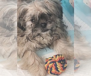 Shih Tzu Puppy for sale in OROVILLE, CA, USA