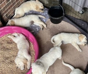 Golden Retriever Puppy for Sale in BOILING SPGS, South Carolina USA