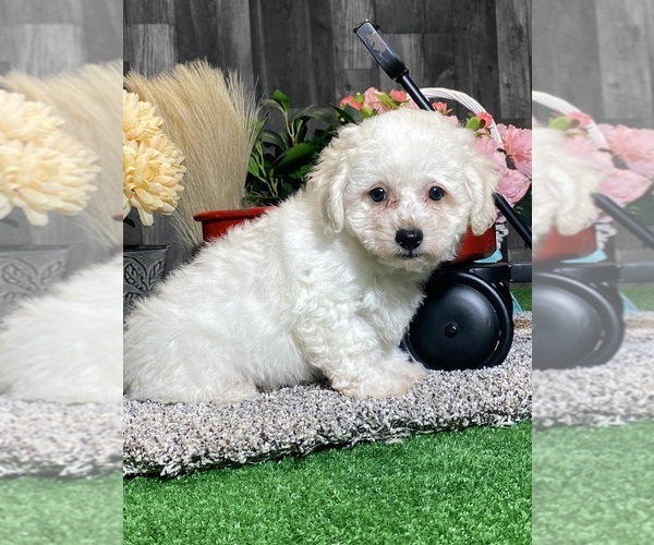 Medium Photo #3 Bichon Frise Puppy For Sale in CANOGA, NY, USA