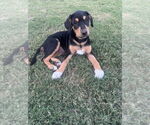 Small #2 Boxador