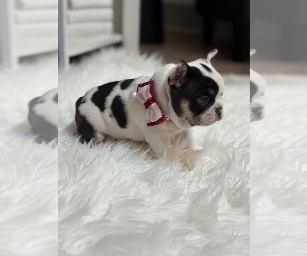 Medium Photo #8 French Bulldog Puppy For Sale in CINCINNATI, OH, USA
