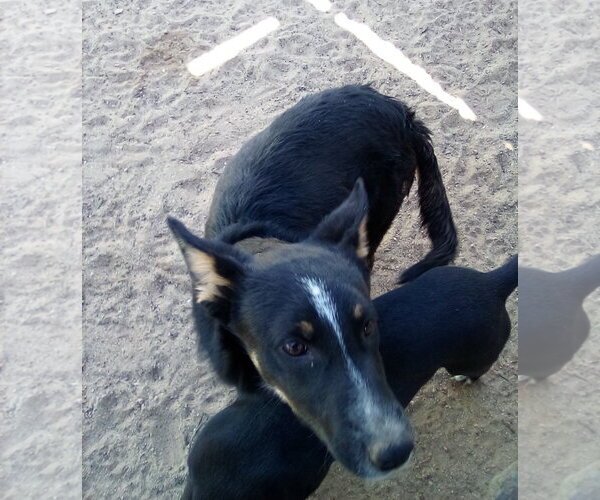 Medium Photo #3 Mutt Puppy For Sale in Apple Valley, CA, USA
