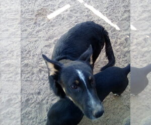 Wanda - Female Mutt Dog for Adoption - Photo #3