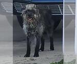 Small Mutt