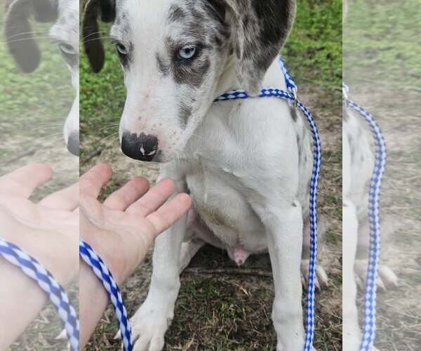 Medium Photo #8 Australian Shepherd-Unknown Mix Puppy For Sale in Wakefield, RI, USA