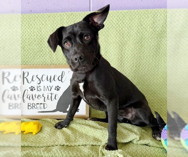 Medium Photo #3 Dachsador Puppy For Sale in Genesee, WI, USA