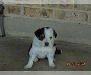 English Shepherd-Unknown Mix Puppy for sale in SHILOH, OH, USA