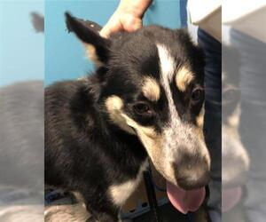 - Mix Dogs for adoption in Houston, TX, USA
